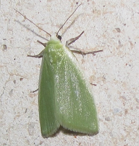 Earias clorana (Nolidae)